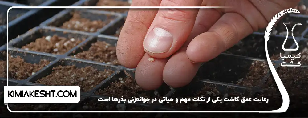 رعایت عمق کاشت از نکات مهم در جوانه زنی بذر