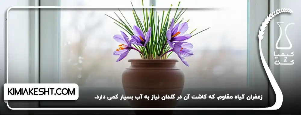 نیاز به آب کم در کشت زعفران در گلدان