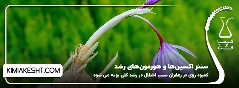 کمبود روی در زعفران سبب اختلال سنتز اکسین_ها و هورمون_های رشد