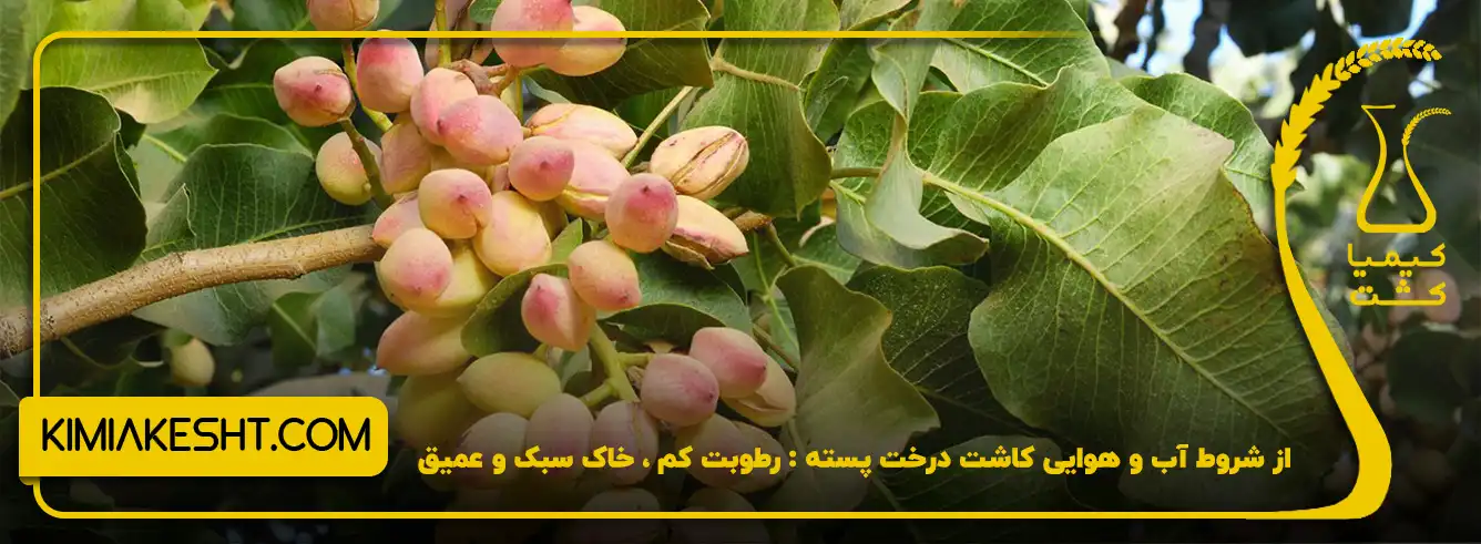 شروط آب و هوایی کاشت پسته