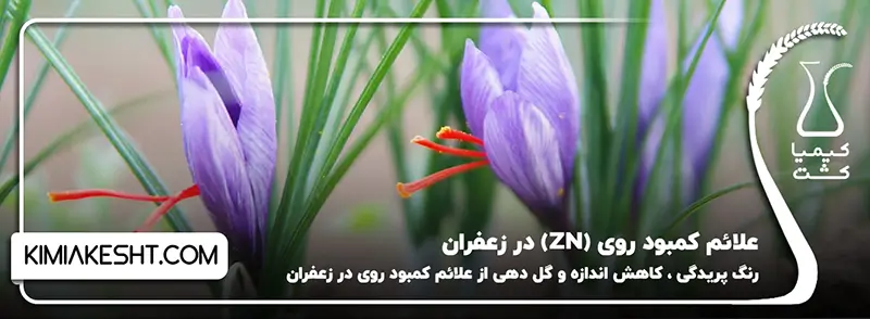 علائم کمبود روی (Zn) در زعفران
