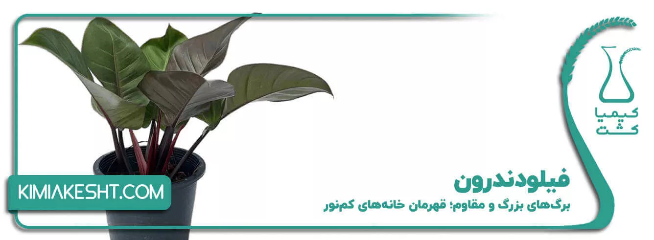 فیلودندرون