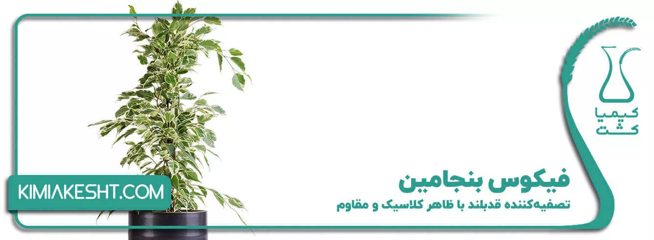 فیکوس بنجامین