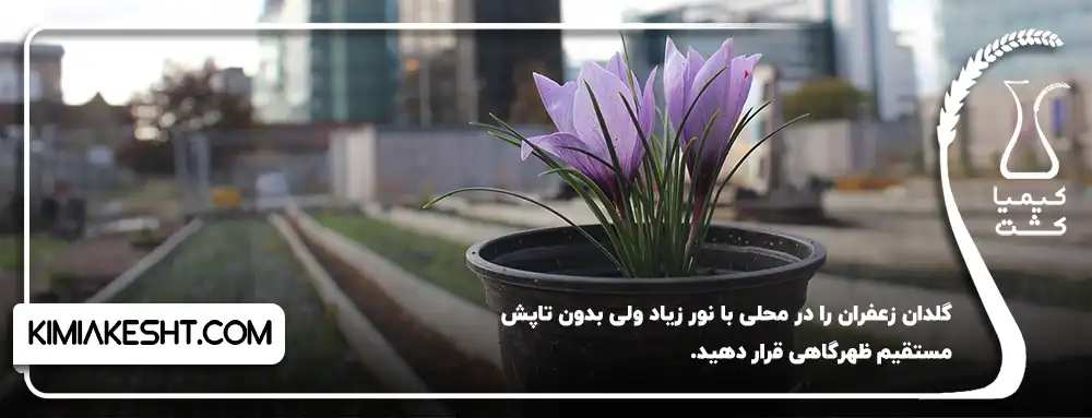 گلدان را در محلی با نور زیاد قرار دهید