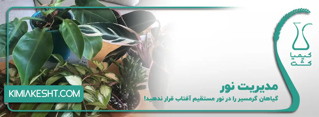 مدیریت نور در گیاهان خاص