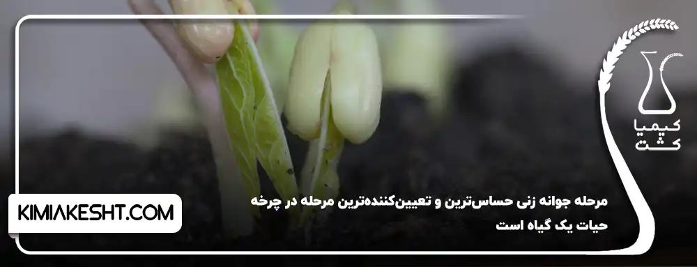 مرحله جوانه زنی