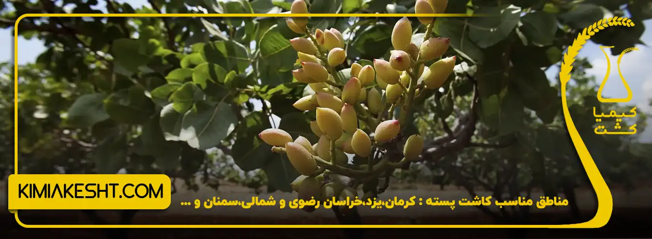 مناطق مناسب کاشت پسته