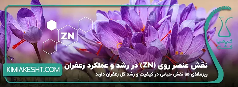 نقش عنصر روی (Zn) در رشد و عملکرد زعفران