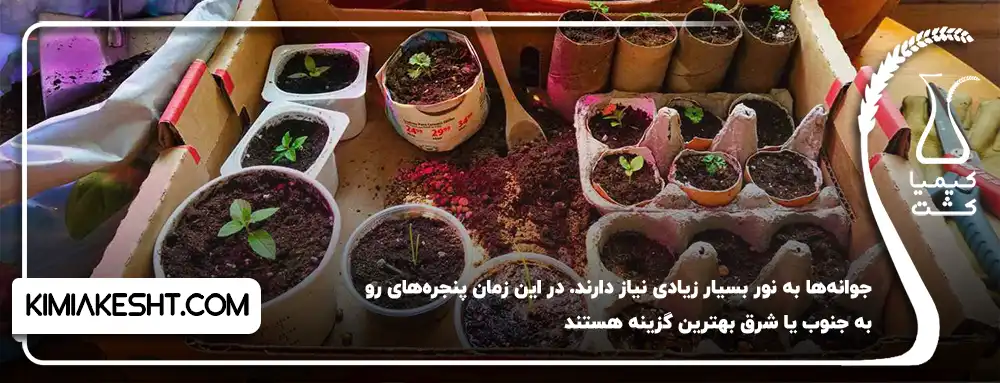 نور جوانه های سبز شده