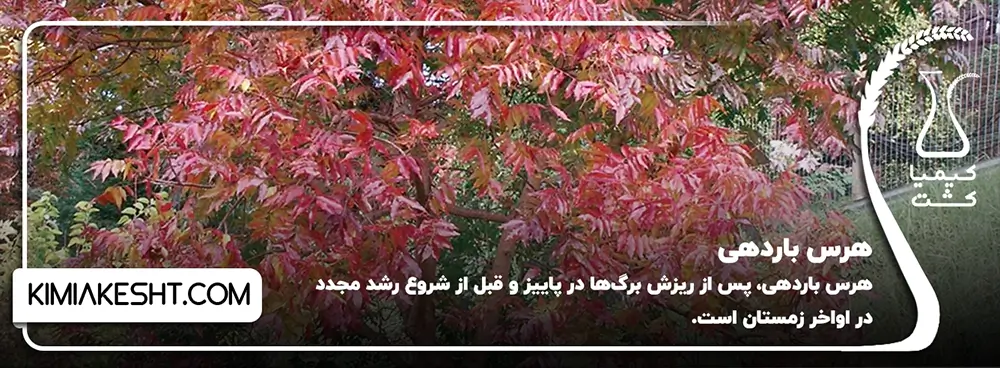 هرس باردهی