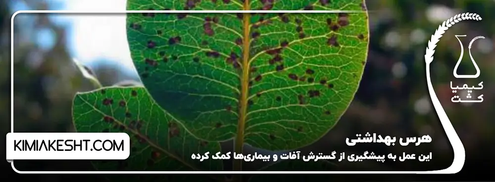 هرس بهداشتی