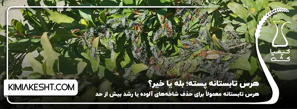 هرس تابستانه پسته؛ بله یا خیر؟