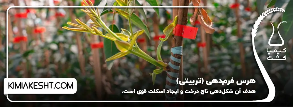 هرس فرم_دهی (تربیتی)