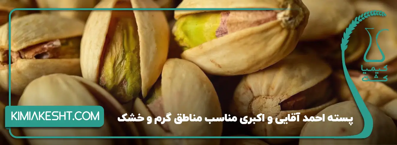 پسته مناسب مناطق گرم و خشک