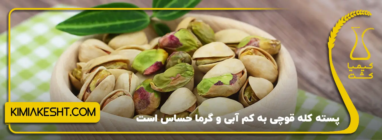 پسته کله قوچی