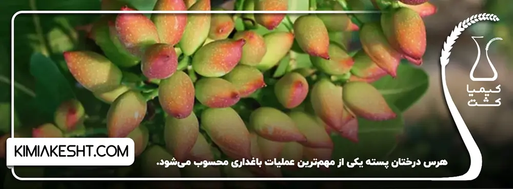 چرا هرس درخت پسته مهم است