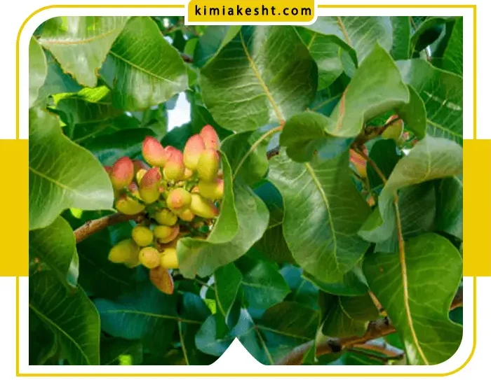 کاو-کاشت-نهال-پسته