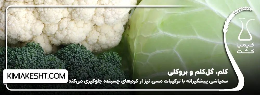 کلم، گل_کلم و بروکلی
