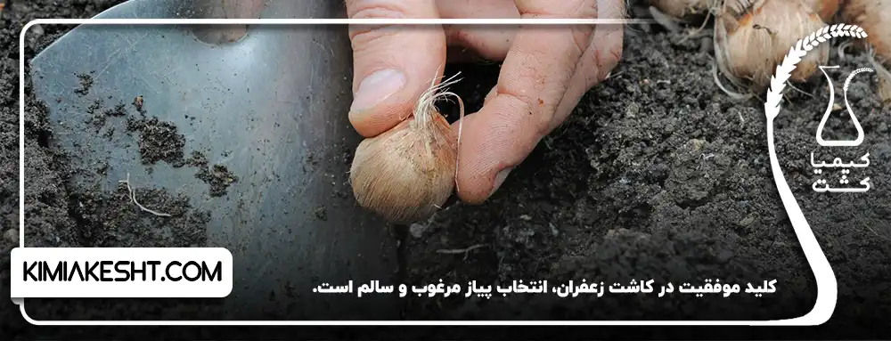 کلید موفقیت در کاشت زعفران در گلدان