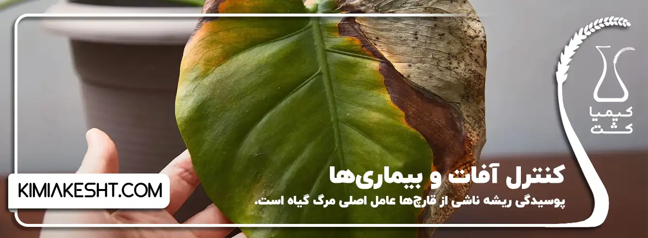 کنترل آفات و بیماری_ها