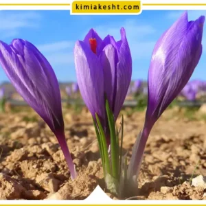 کود 202020 برای زعفران
