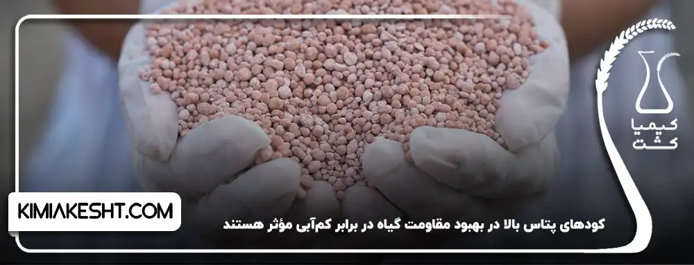 کودهای پتاس بالا در آبیاری باغ پسته