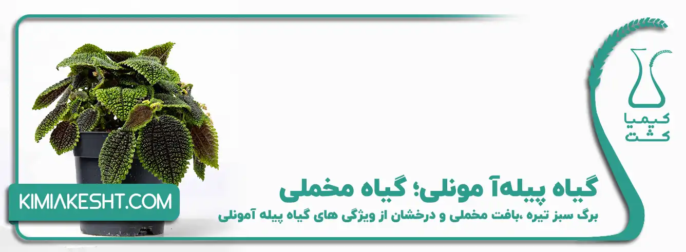 گیاه پیله_آ مونلی؛ گیاه مخملی