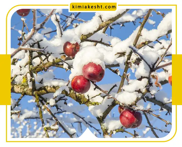 میوه های مخصوص پاییز و زمستان