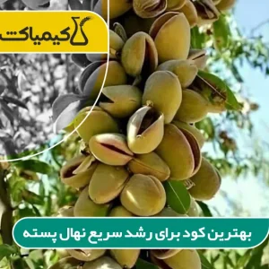 بهترین کود برای رشد سریع نهال پسته