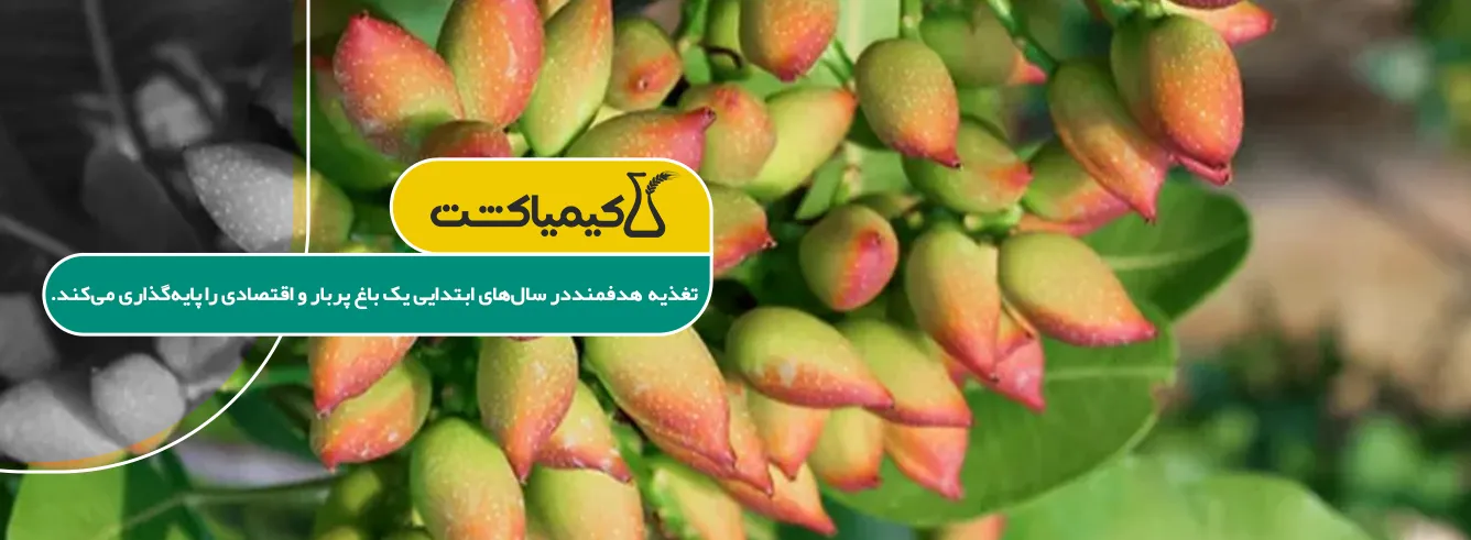 بهترین کود برای رشد سریع نهال پسته