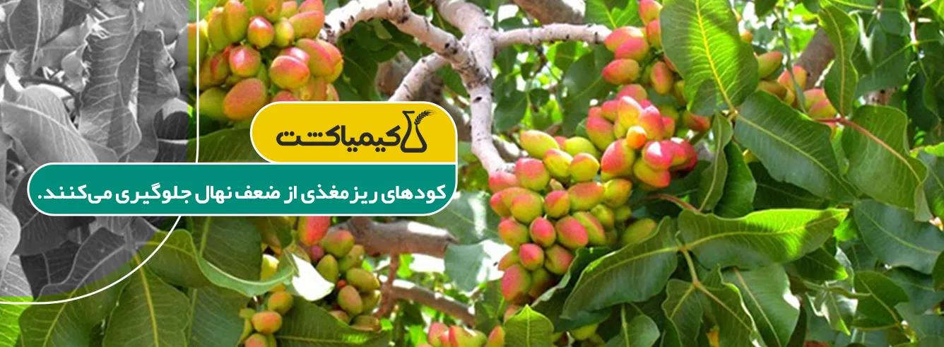 بهترین کود برای رشد سریع نهال پسته