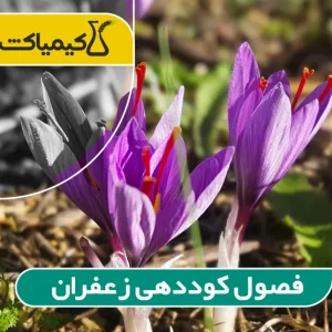 فصول کود دهی زعفران