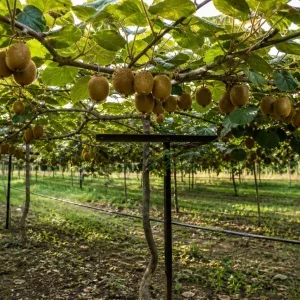 باغ بارده کیوی روی داربست با آبیاری قطره‌ای