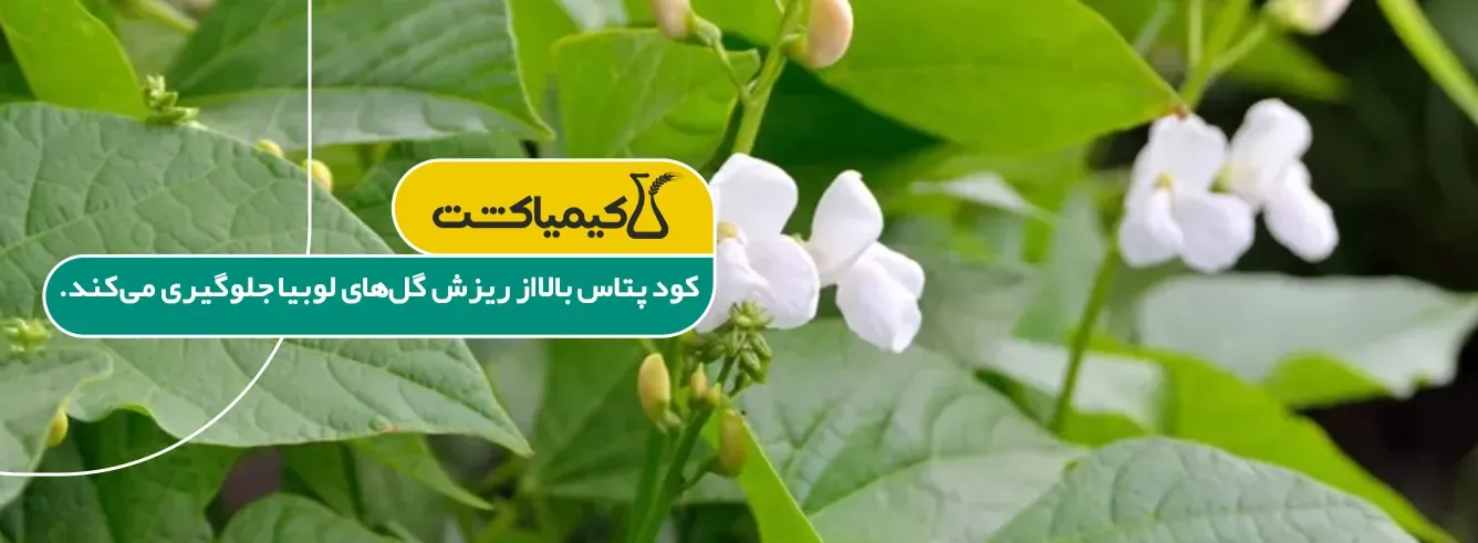کود پتاس بالا برای لوبیا