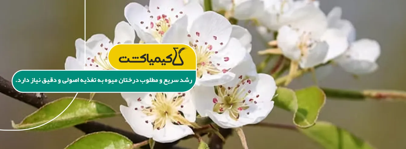 خرید بهترین کود برای رشد سریع درختان میوه