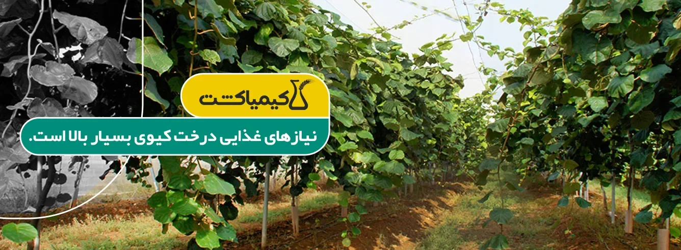 بهترین کود برای درخت کیوی