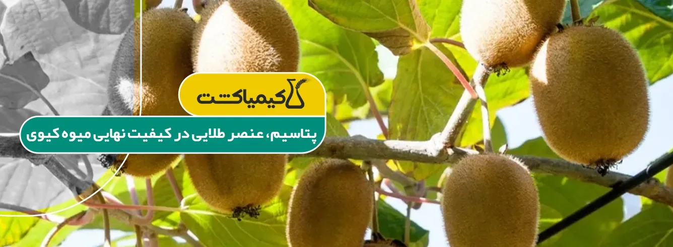 بهترین کود برای درخت کیوی