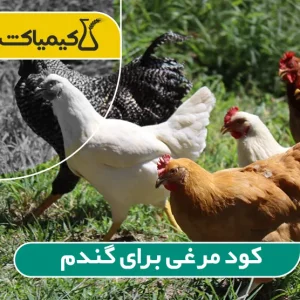 کود مرغی برای گندم