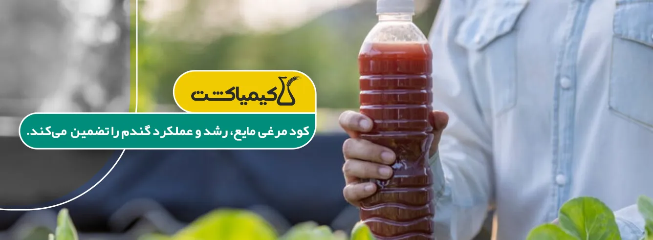کود مرغی برای گندم