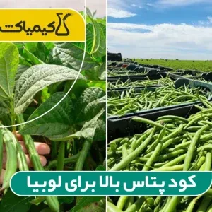 کود پتاس بالا برای لوبیا