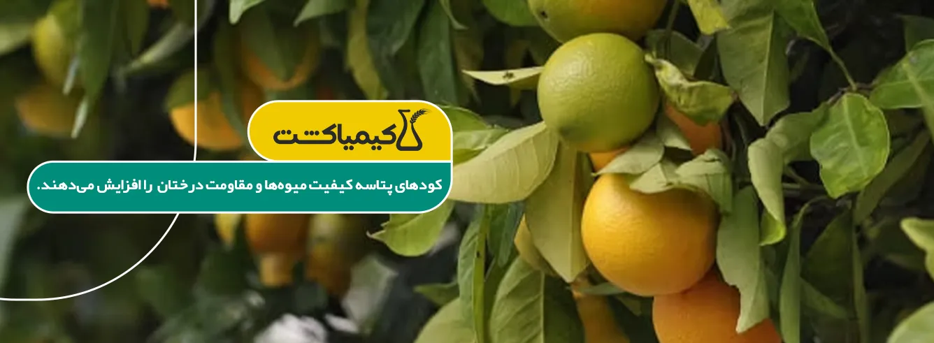 خرید بهترین کود برای رشد سریع درختان میوه