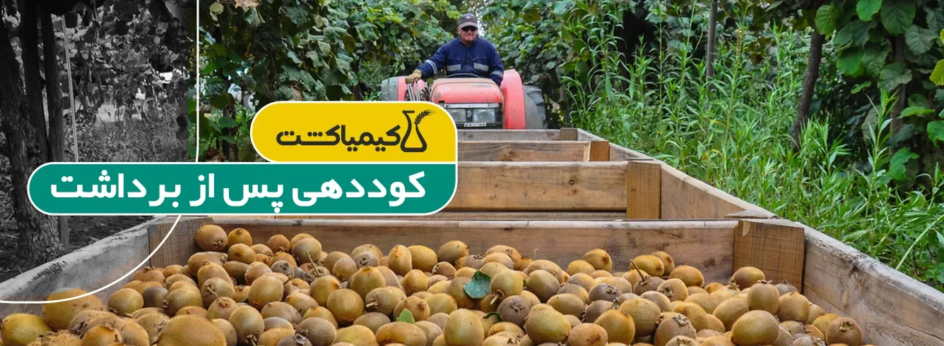 بهترین کود برای درخت کیوی