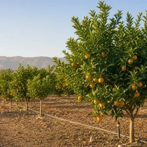 باغ مرکبات جنوب با درختان پرتقال و آبیاری قطره‌ای