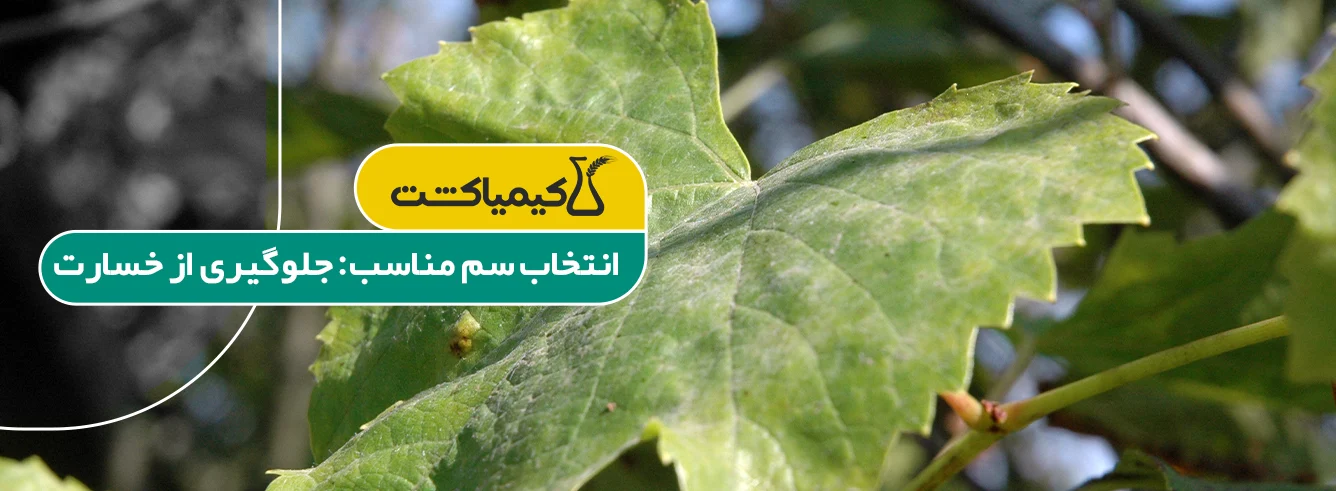 بهترین سم برای درخت انگور