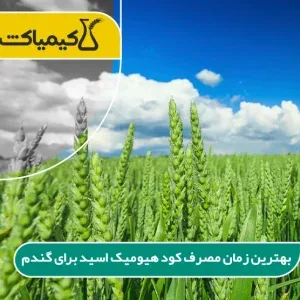 راهکارهای افزایش بازدهی مزارع گندم و نحوه خرید کود هیومیک اسید برای گندم