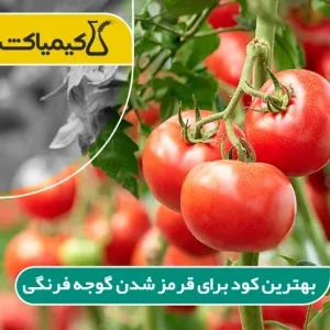 بهترین کود برای قرمز شدن گوجه فرنگی