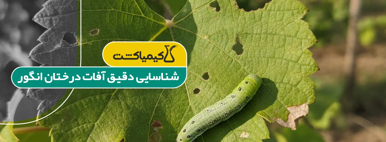 بهترین سم برای درخت انگور