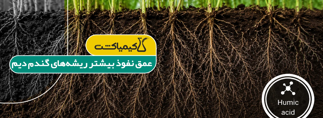 راهکارهای افزایش بازدهی مزارع گندم و نحوه خرید کود هیومیک اسید برای گندم