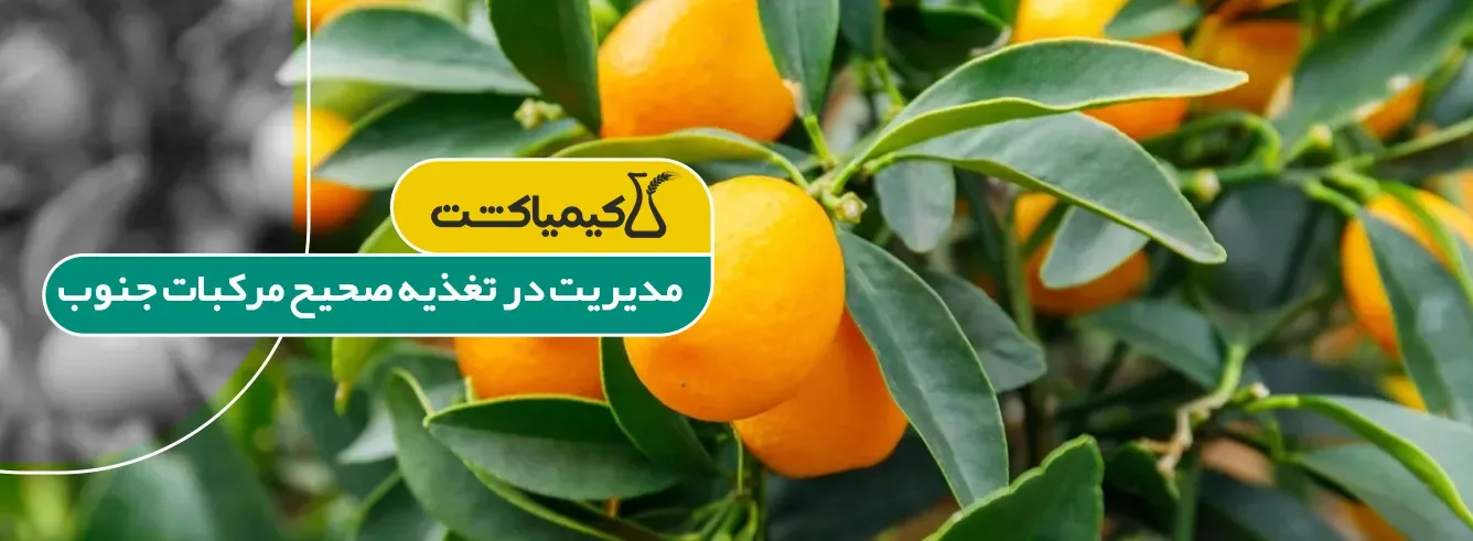 بهترین کود برای مرکبات جنوب
