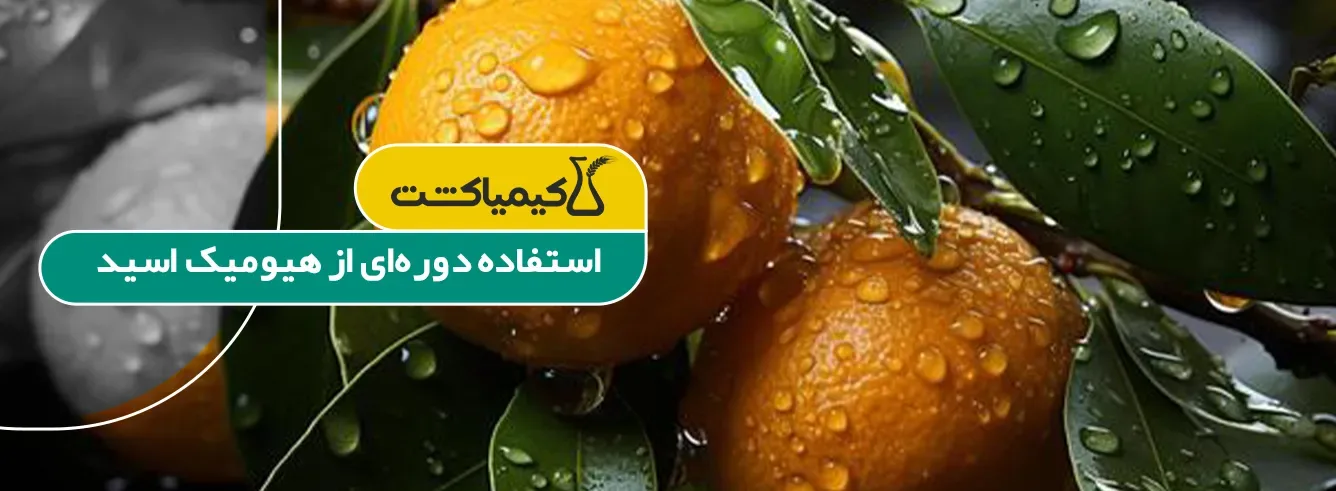بهترین کود برای مرکبات جنوب